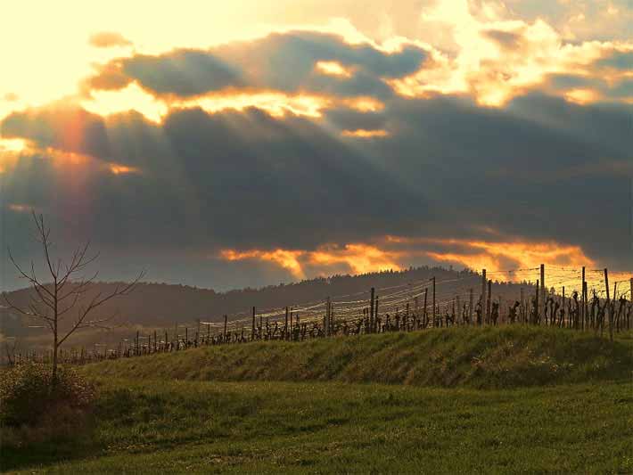 Sonnenuntergang, Deutsche Weinstrasse in Rheinland-Pfalz