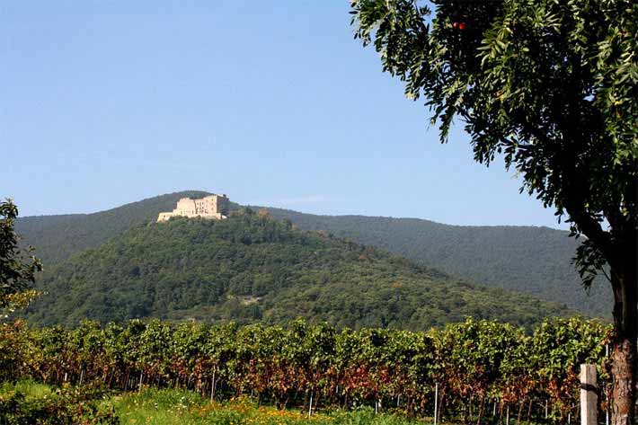 Weinanbau, Hambacher Schloss in der Pfalz