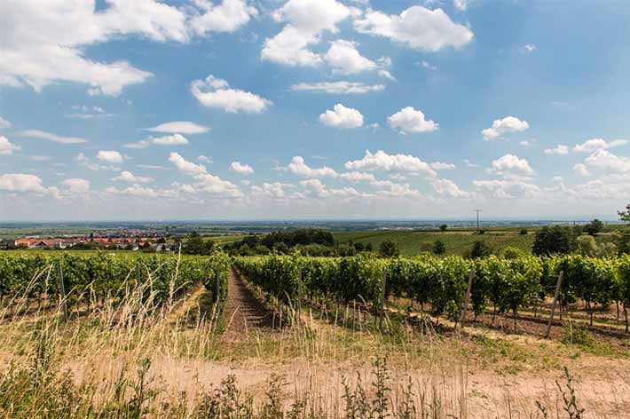 Weinberg in Maikammer an der Weinstraße