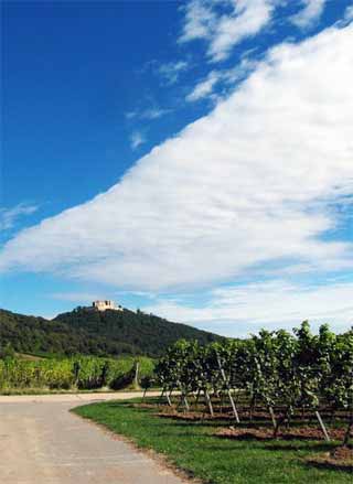 Weinberge in Maikammer, nhe Hambacher Schloß