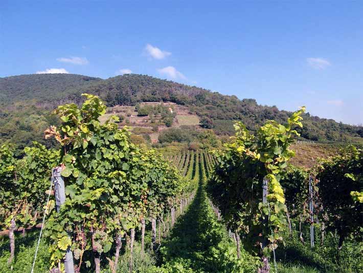 Weinberg bei St. Martin an der Deutschen Weinstraße